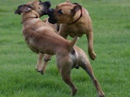 boerboel_20211128_1929171696